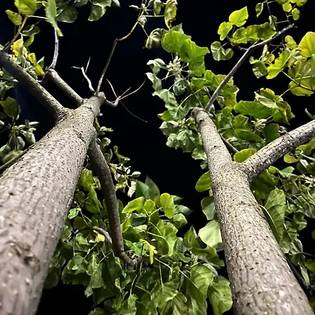 Bed and Breakfast Driti Nderlysaj