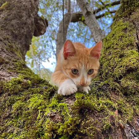 Driti Oda ve Kahvaltı 3*